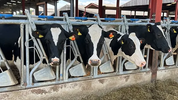 Strategic Investment and Food Security: A New Stage of Growth for "Ýumak" ES