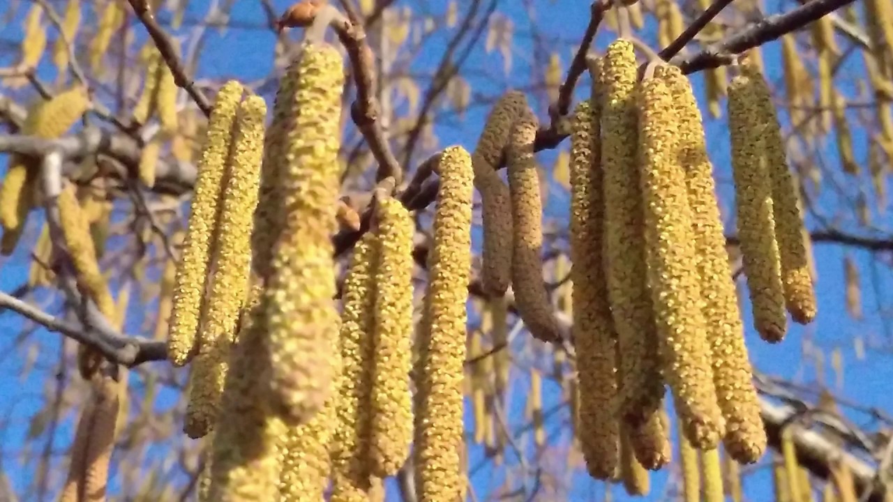 Ýapon matça çaýy allergiýa wagtynda asgyrmak refleksini saklady