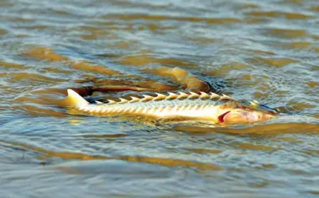 Ценные рыбы Амударьи