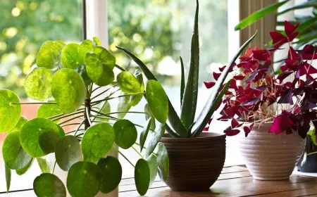 Польза комнатных цветов