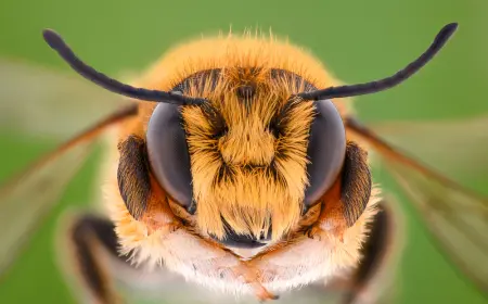 Arylar reňkleri saýgaryp bilýärlermi?