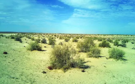 Selin ýa-da ýürekden gelen şypa