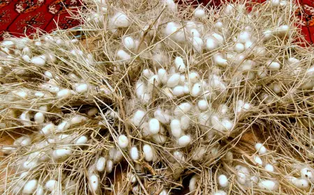 Pile tabşyrylyp başlandy