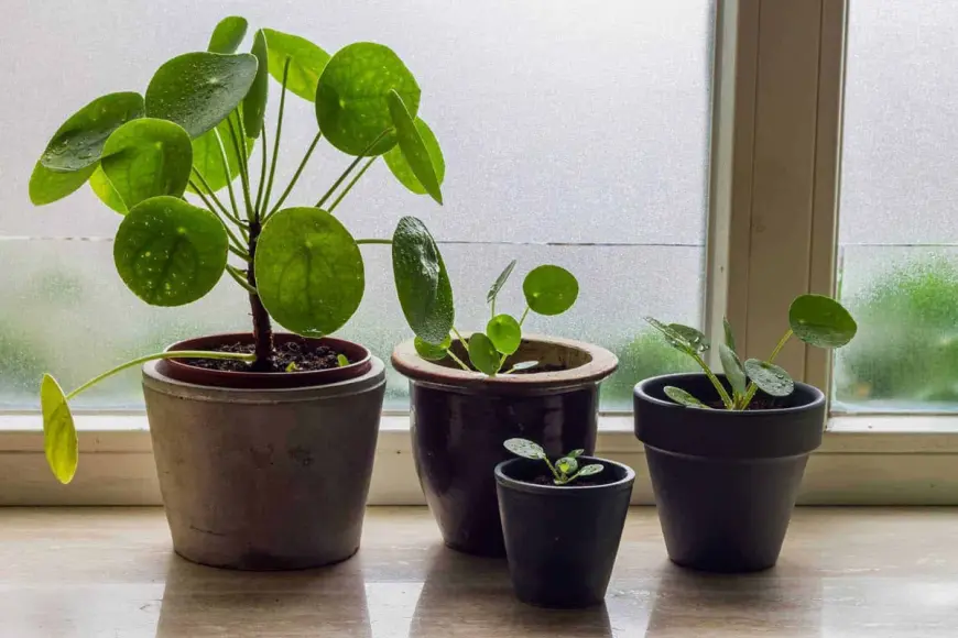 The Benefits of Keeping Flowers at Home