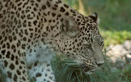The Aladag Leopard — Pride of Our Mountains