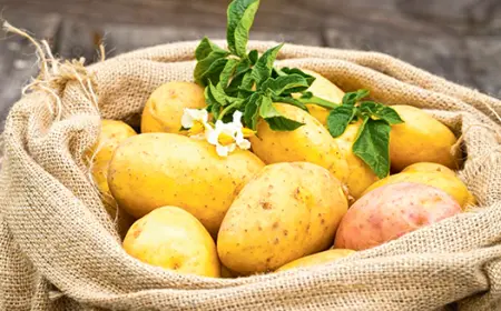 О картофеле