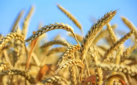 Высокоурожайная зерновая культура