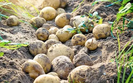 Honest Work — Abundant Harvest