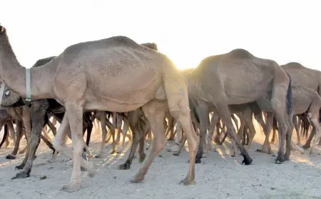 Украшение туркменской пустыни: верблюд — национальное богатство, почитаемое народом