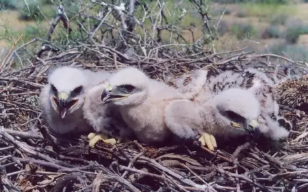 Количество гнездящихся птиц увеличивается