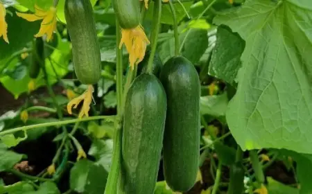 Методы и сроки посадки огурцов