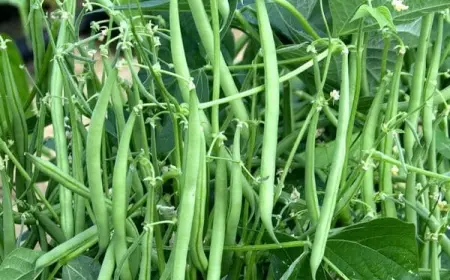 Посадка, выращивание и польза фасоли