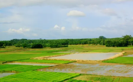 Виды риса, методы посева и сроки