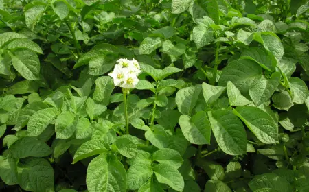 Сорта картофеля, способы посадки и сроки