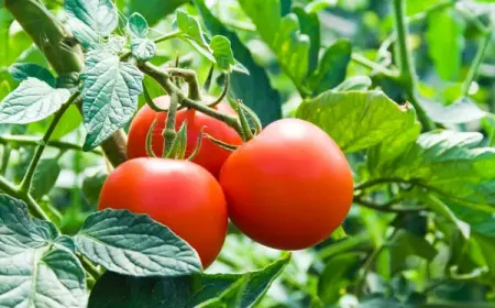 Помидор: происхождение, польза для здоровья и методы выращивания