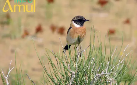 Amudaryo Davlat Tabiat Qo‘riqxonasi — Tabiatni o‘rganish va asrashning namunali markazi