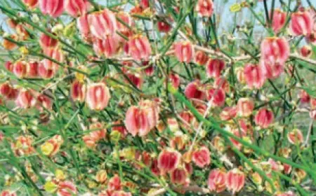 Irimçek gandym – Köýtendagyň çäklerinde duş gelýän seýrek çöl dermany