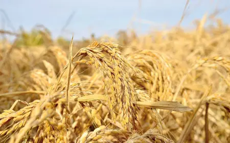 Kerki ilçesinde yüksek verim için örnek çaba