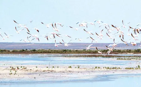 Çuluk guşlary: suw kenarlarynyň parahat myhmanlary