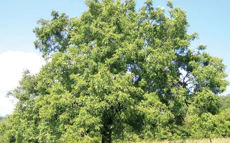 Walnut trees play a vital role in the economy, ecology, and health