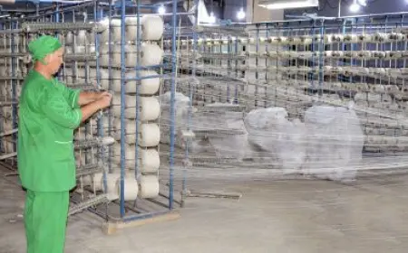 Türkmenabadyň ýüpek önümçilik birleşiginde çig ýüpegiň önümçiligi ýokarlandyrylýar