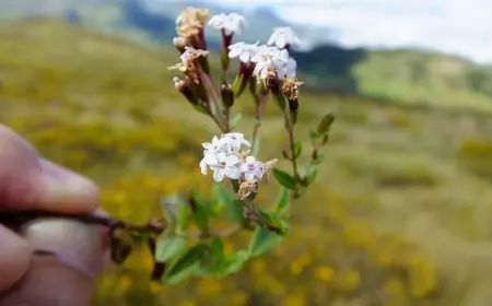 "Stewiýanyň ynandyryjy güýji: Tebigy derman raga garşy"