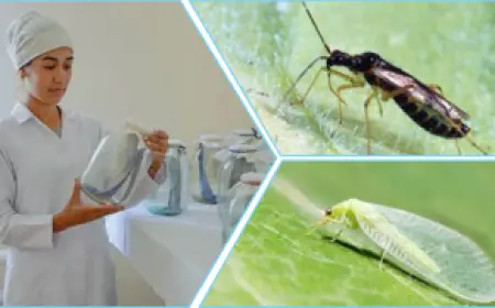 Использование биологических методов в Чарджоуском районе повышает урожайность