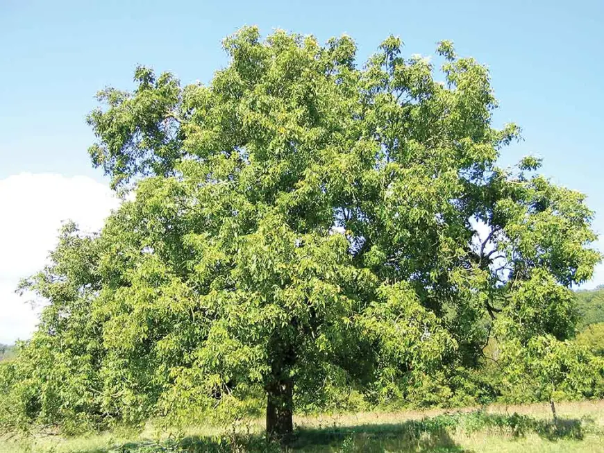 Walnut trees play a vital role in the economy, ecology, and health