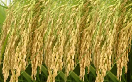 Daýhandan hereket — ýerden bereket