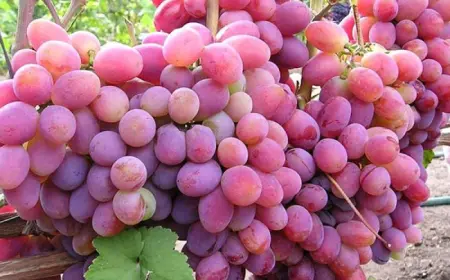 Польза винограда для здоровья: сладкое лекарство природы