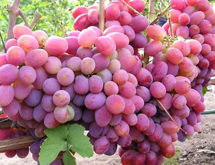 Польза винограда для здоровья: сладкое лекарство природы