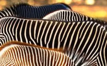 Ýapon alymlar sygyrlary zebranyň keşbinde reňkländikleri üçin Şnobel baýragyny aldylar