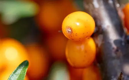 Семена облепихи могут защищать сосуды от тромбов — показали польские учёные