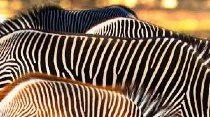 Japanese Scientists Awarded the Ig Nobel Prize for Painting Cows with Zebra-like Stripes
