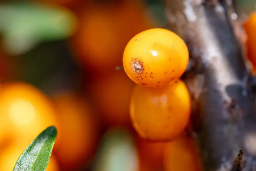 Sea buckthorn seeds found to protect blood vessels from clots