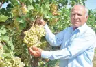 Çärjew etrapynyň üzüm baglarynyň bol hasylynyň syrlary