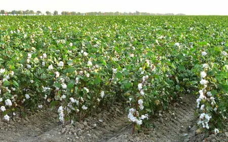 Мастера «белого золота» из Саята получают урожай свыше 45 центнеров