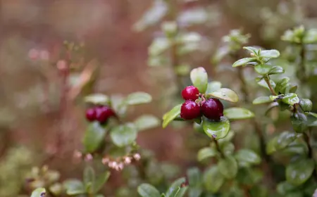Mahova: Kızılcık (brusnika), prostatitte iltihabı azaltmaya yardımcı olur