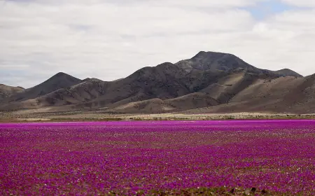 Flowers Bloom in the Driest Desert in the World