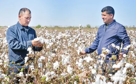 Saýatda ak altynyň bereketi — daýhan yhlasy bilen