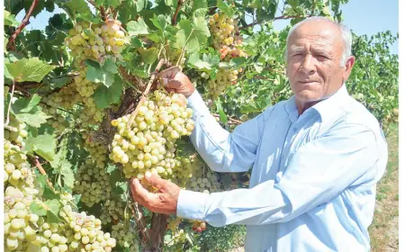 Секреты богатого урожая виноградников Чарджева