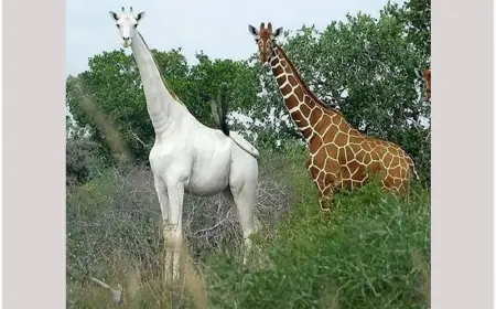 The Last Representative of Its Kind: The Only White Giraffe in the World