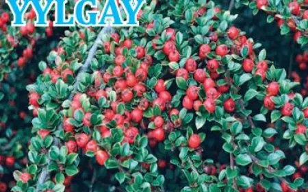 В Лебапском велаяте, в Койтендагском этрапе, широко выращивается лекарственное растение – кизильник