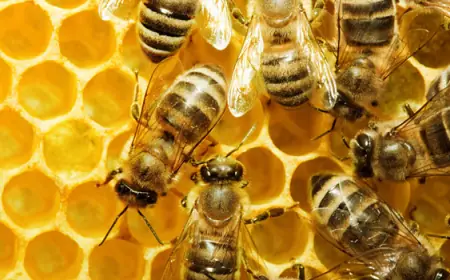 Российские учёные обнаружили: основной компонент пчелиного яда помогает в борьбе с раком