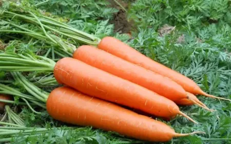 Цель – в кратчайшие сроки собрать богатый урожай овощей