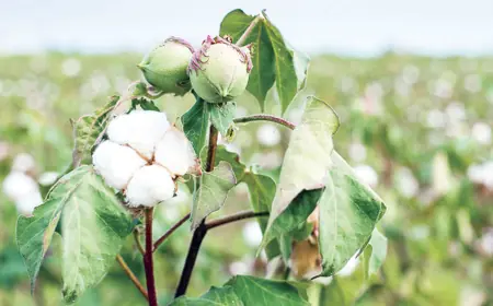 Gowaça — adamzadyň gadymdan bäri ösdürip ýetişdirýän gymmatly ösümligi