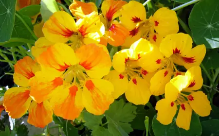 Учёные нашли в садовом цветке ключ к замедлению старения кожи