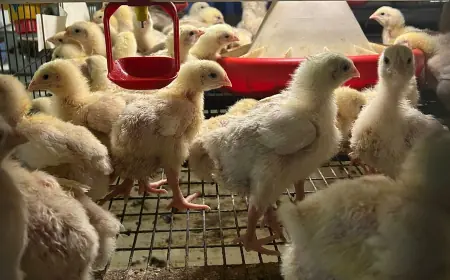 Обнаружена неожиданная опасность мяса птицы