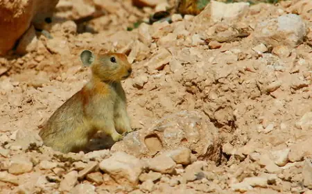 Афганский пищуха — редкий обитатель горных равнин Азии