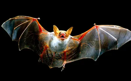 Braziliýada uçýan syçanlarda täze koronawirus tapyldy